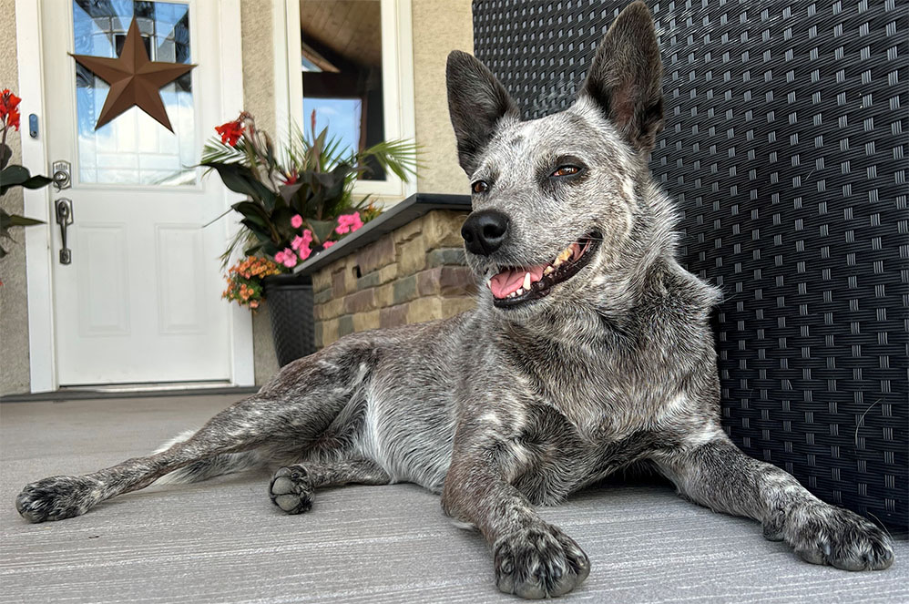 Farm Dog